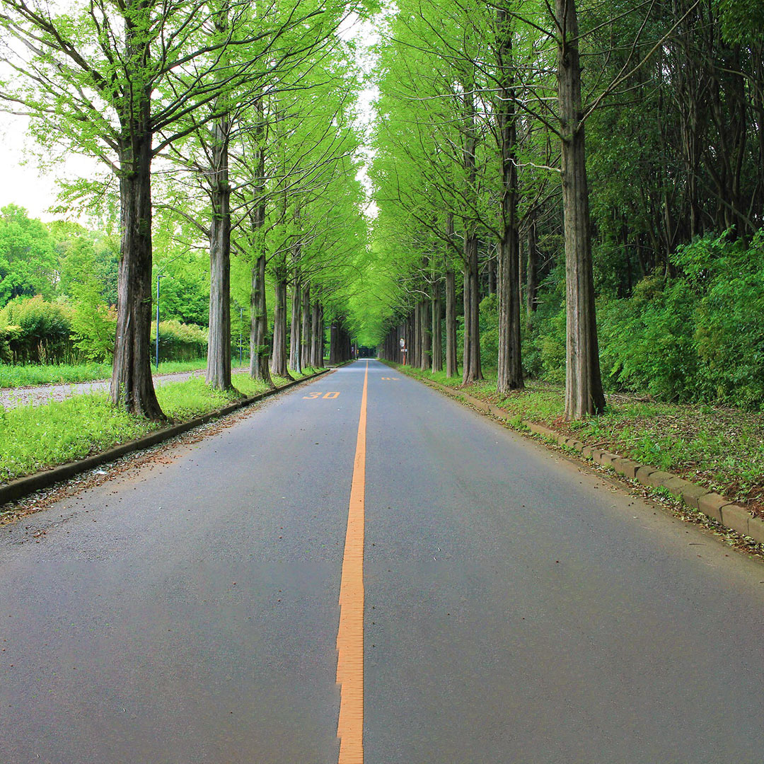 Greener Roads: The Evolution of Sustainable Automobiles